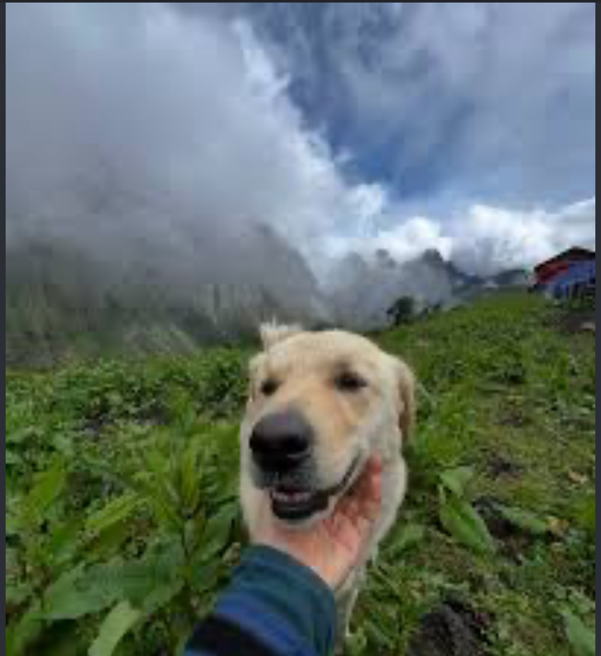 Hike with Dogs in Chiseni