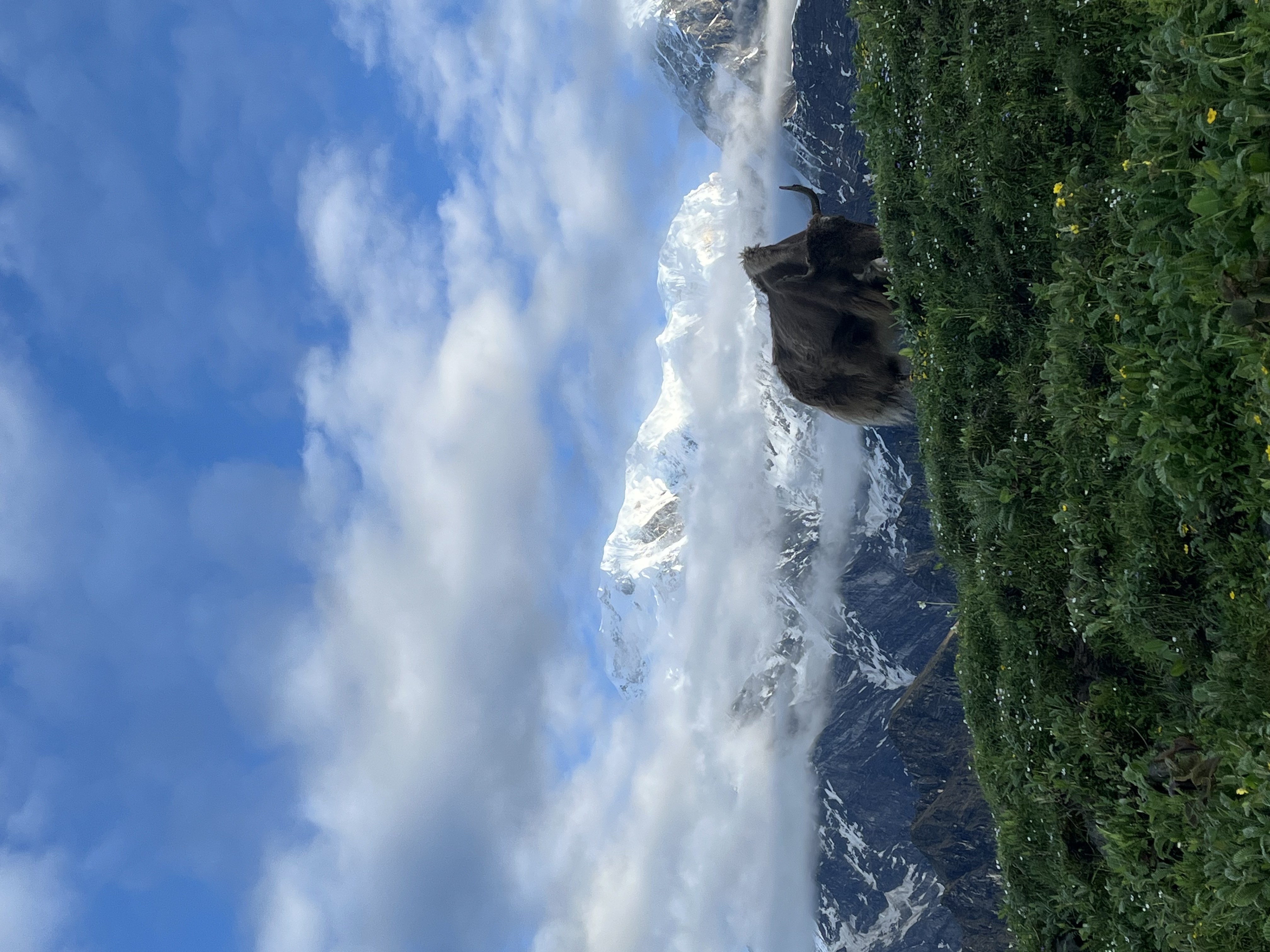 Mardi Himal Trek — photo 5
