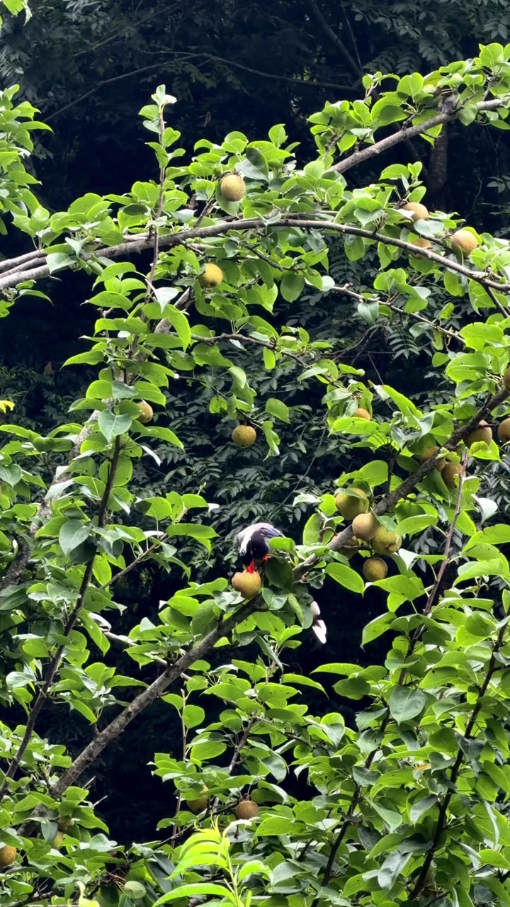 Watching birds eating pears like this made me realize these fruits were there for them more than for us.